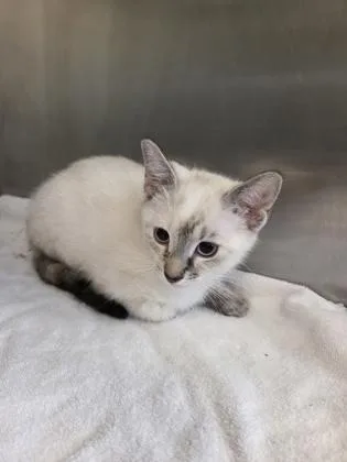 A baby small-sized female Domestic Short Hair cat named Lilac for adoption in Independence, MO