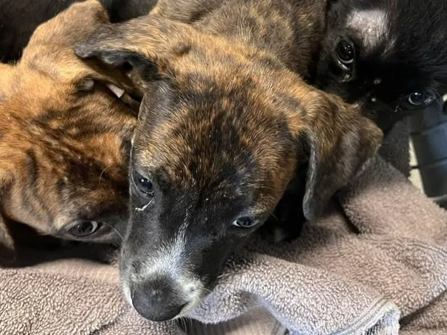 A baby small-sized female American Staffordshire Terrier dog named Clover for adoption in Tallahassee, FL