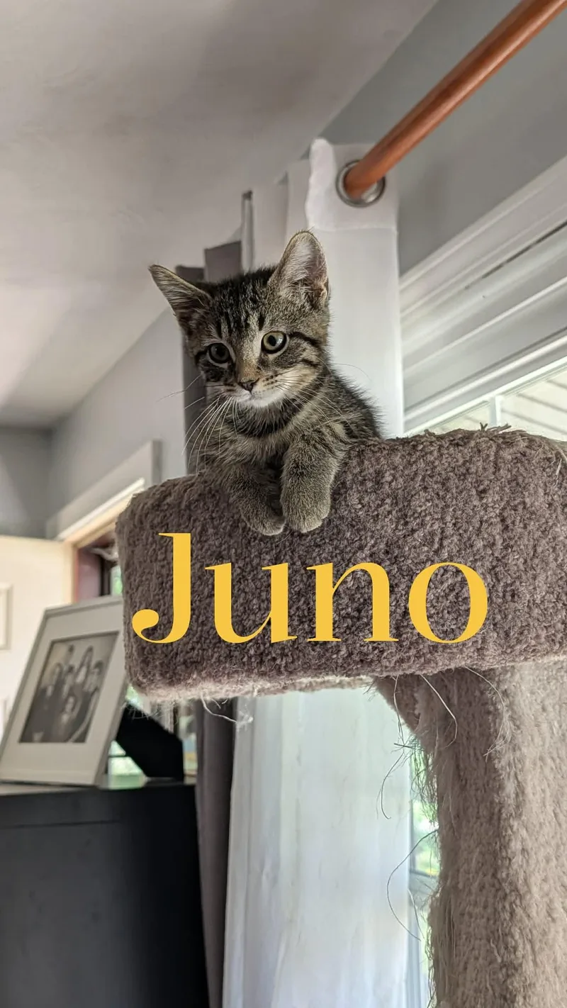 Juno