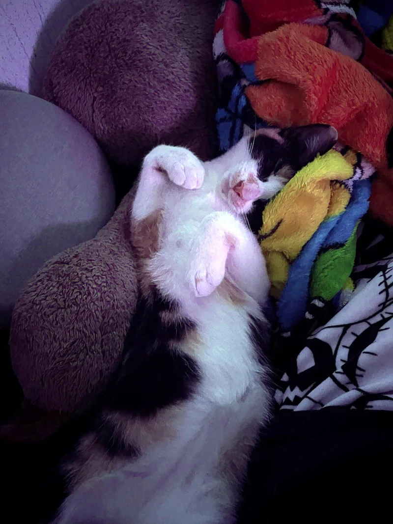 Gizmo Offered