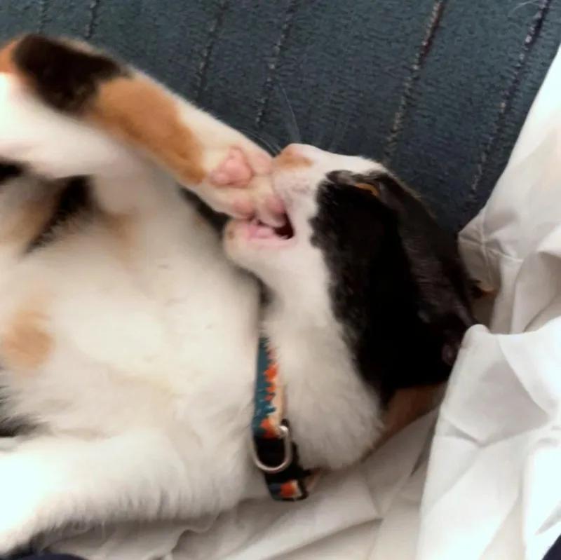 Gizmo   Offered thumbnail 3