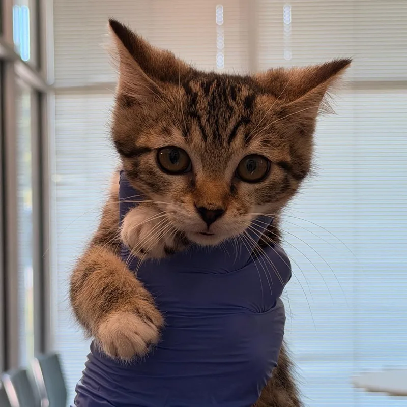 A baby small-sized female Brown / Chocolate Domestic Short Hair cat named Molly for adoption in Chattanooga, TN