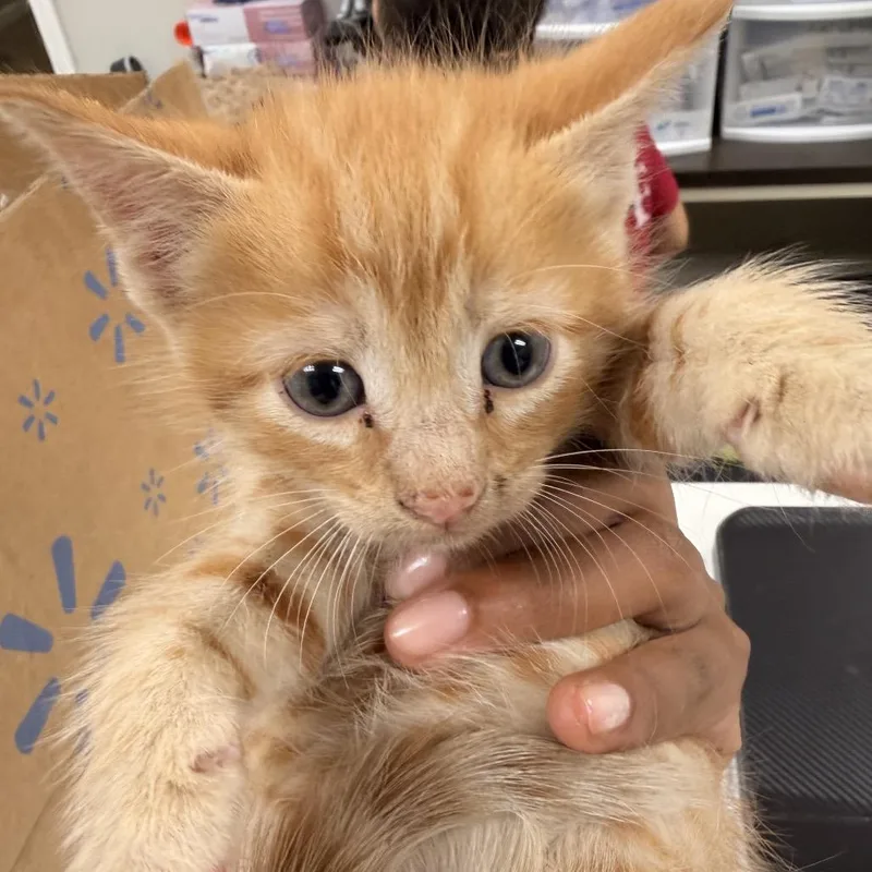A baby small-sized male Orange / Red Domestic Short Hair cat named Optimus Prime for adoption in Starkville, MS