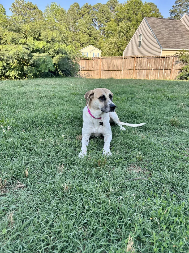 An adult large-sized female Anatolian Shepherd dog named Angel for adoption in Raleigh, NC