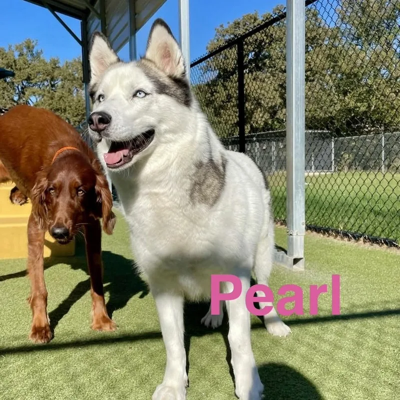 An adult large-sized female Gray / Blue / Silver Husky dog named Pearl for adoption in Austin, TX