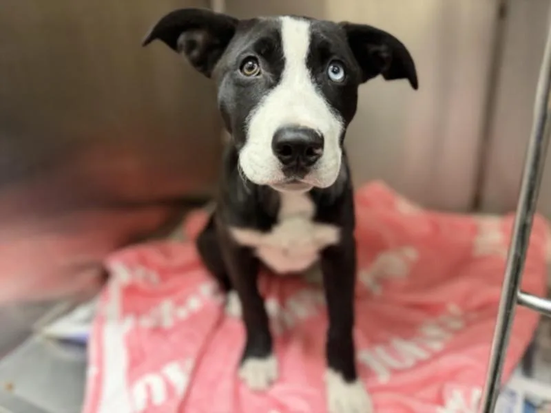 A baby small-sized female Pit Bull Terrier dog named Mandie for adoption in Los Angeles, CA