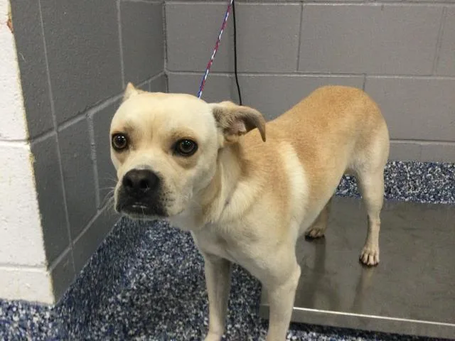 An adult medium-sized male Terrier dog named Boone for adoption in Thousand Palms, CA