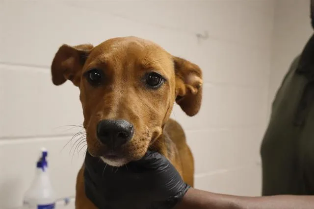 A baby small-sized female Mixed Breed dog named Sugar for adoption in Columbia, SC