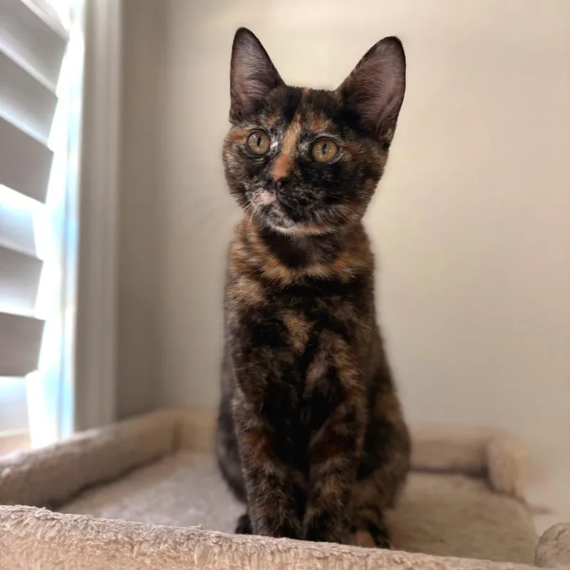 A baby small-sized female Tortoiseshell Domestic Short Hair cat named Dulce for adoption in Fort Worth, TX