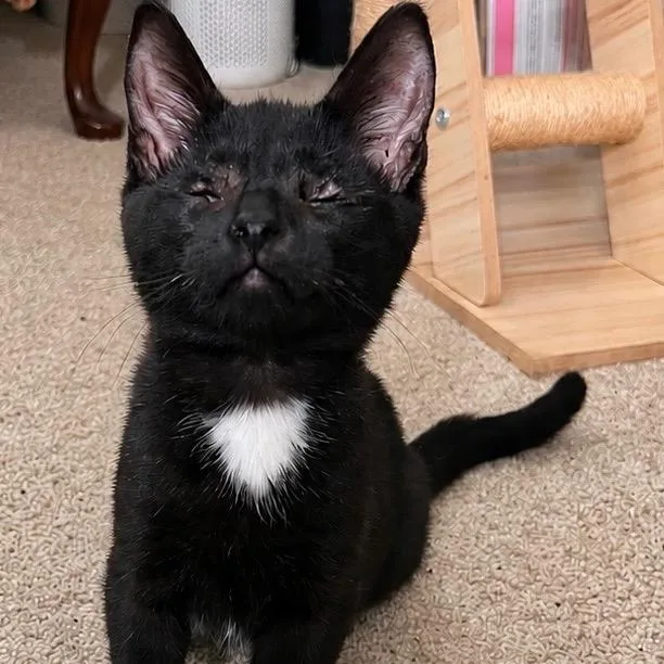 A baby small-sized male Black Domestic Short Hair cat named James for adoption in La Grange, KY