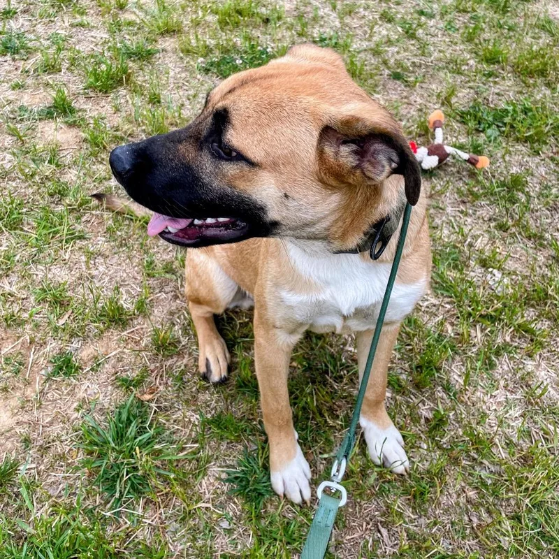 A young medium-sized male Yellow / Tan / Blond / Fawn German Shepherd Dog dog named Smokey for adoption in Lyndhurst, VA