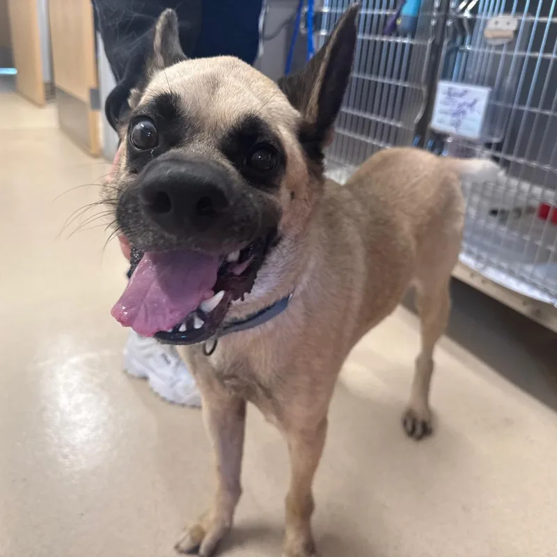 An adult medium-sized female White / Cream Black Mouth Cur dog named Pangu for adoption in Austin, TX