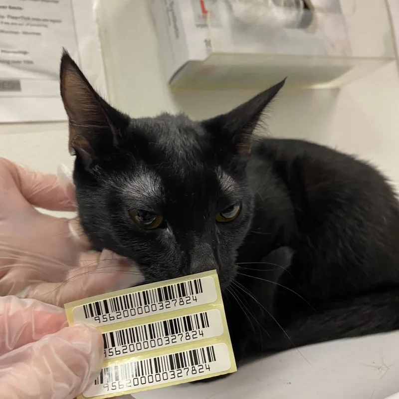 A young medium-sized female Black Domestic Short Hair cat named Lady for adoption in Charleston, WV