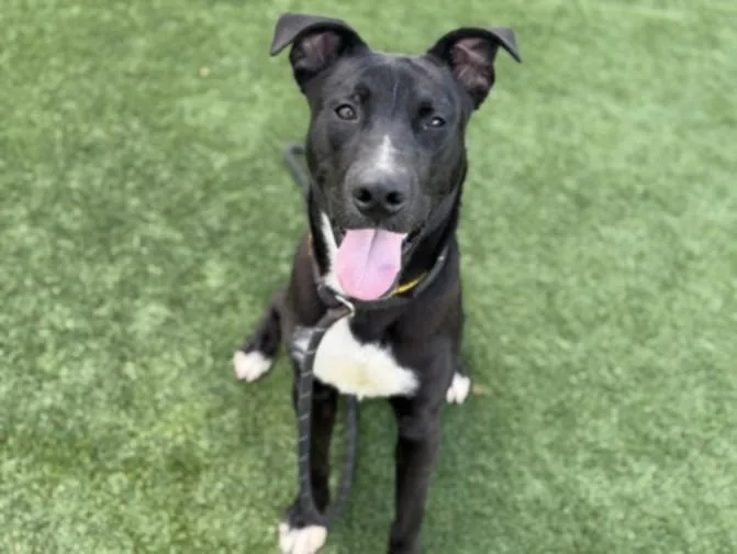 A young large-sized male Labrador Retriever dog named Chance for adoption in Los Angeles, CA