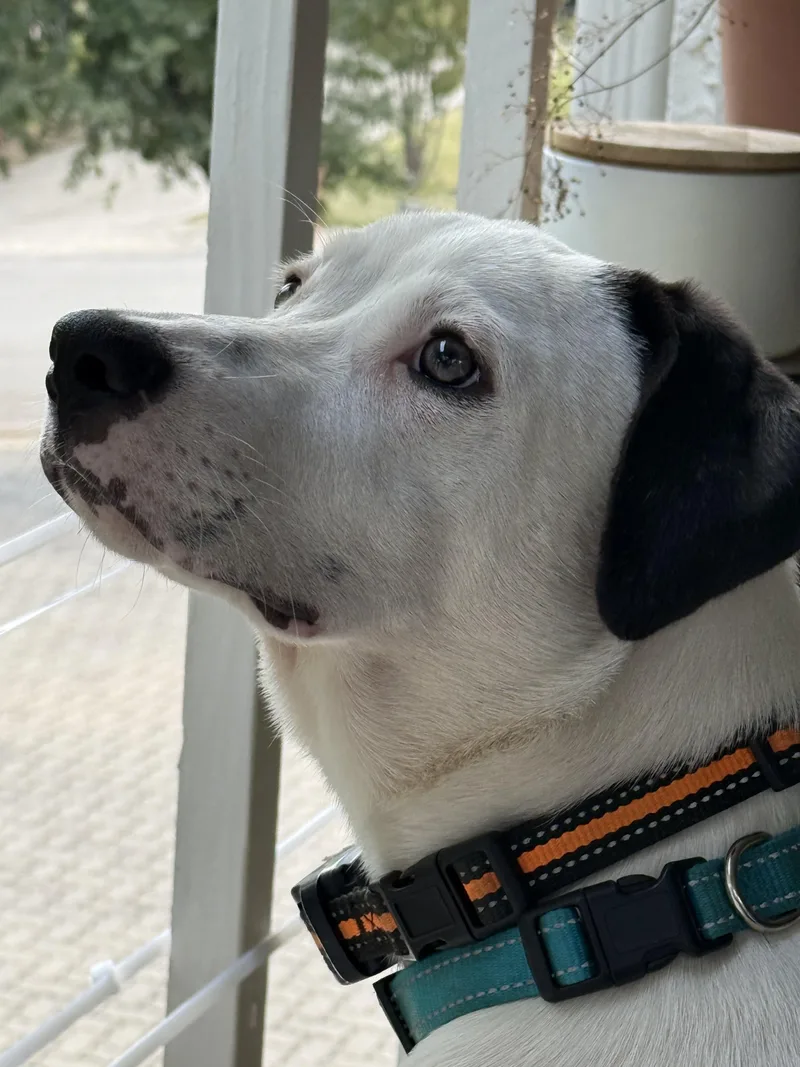 Pepper J thumbnail 3