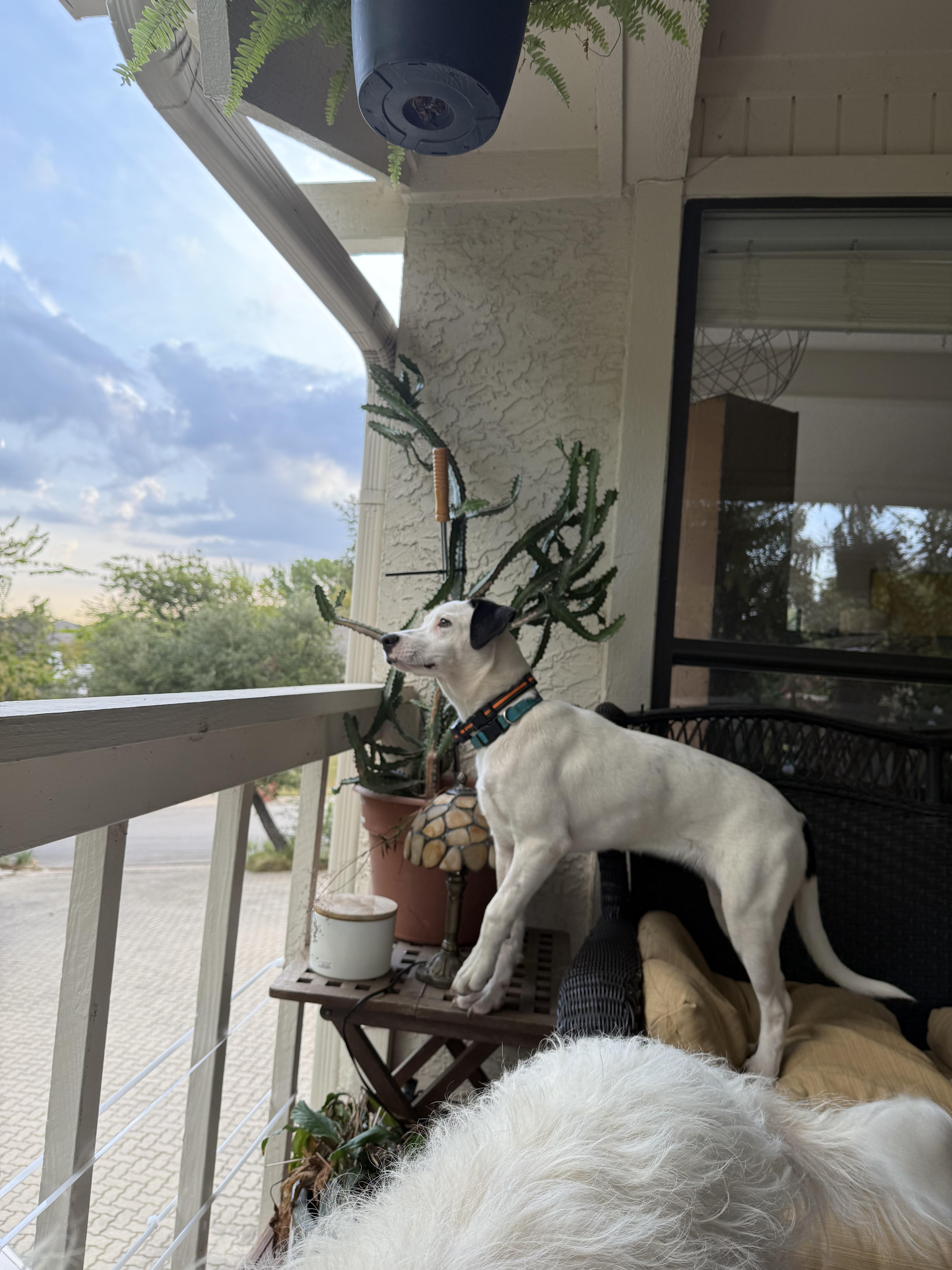 Pepper J thumbnail 4