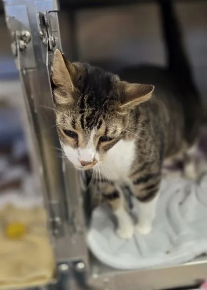 A senior extra large-sized male Domestic Short Hair cat named Rambo for adoption in Westland, MI