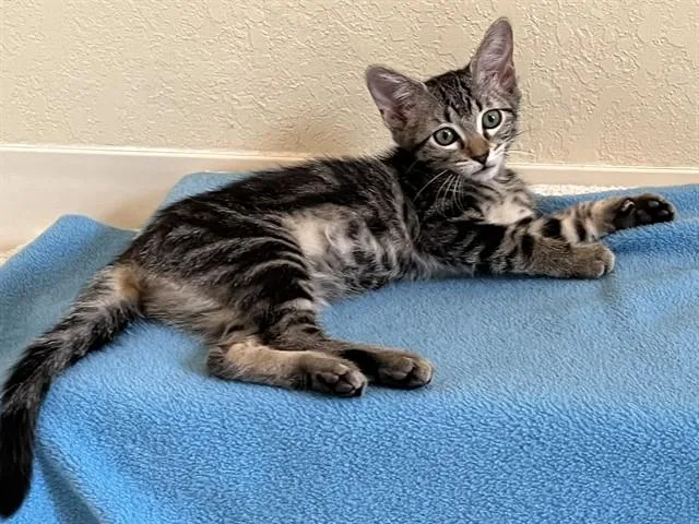 Lexie