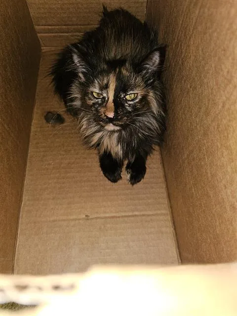 A young medium-sized female Domestic Medium Hair cat named Denise for adoption in Dallas, TX