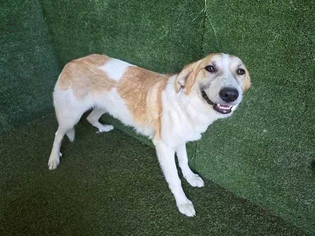 A young medium-sized female Great Pyrenees dog named Delilah for adoption in Lancaster, CA