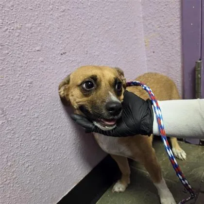 A young small-sized female Yellow / Tan / Blond / Fawn Chihuahua dog named 61382521 for adoption in El Paso, TX
