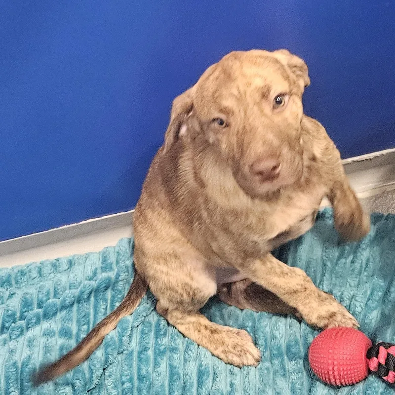 A baby medium-sized male Brindle Hound dog named Nick for adoption in Kalamazoo, MI