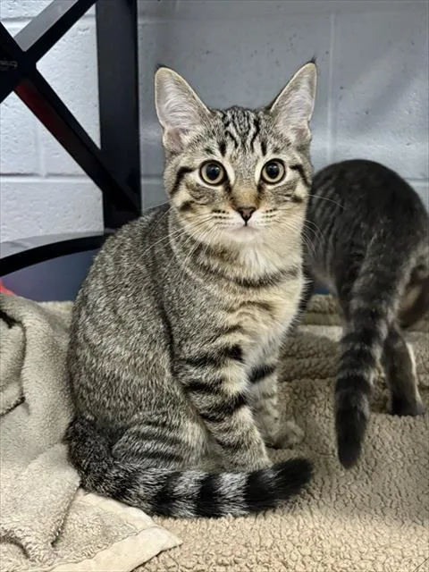 A baby medium-sized female Domestic Short Hair cat named Piper for adoption in Kalamazoo, MI