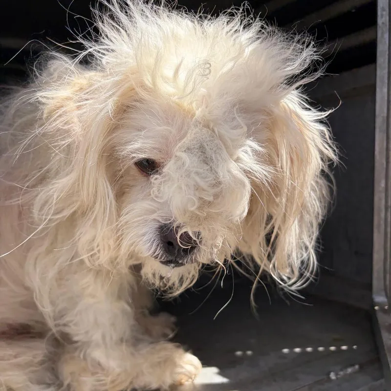 An adult small-sized male White / Cream Shih Tzu dog named Paul for adoption in Edinburg, TX