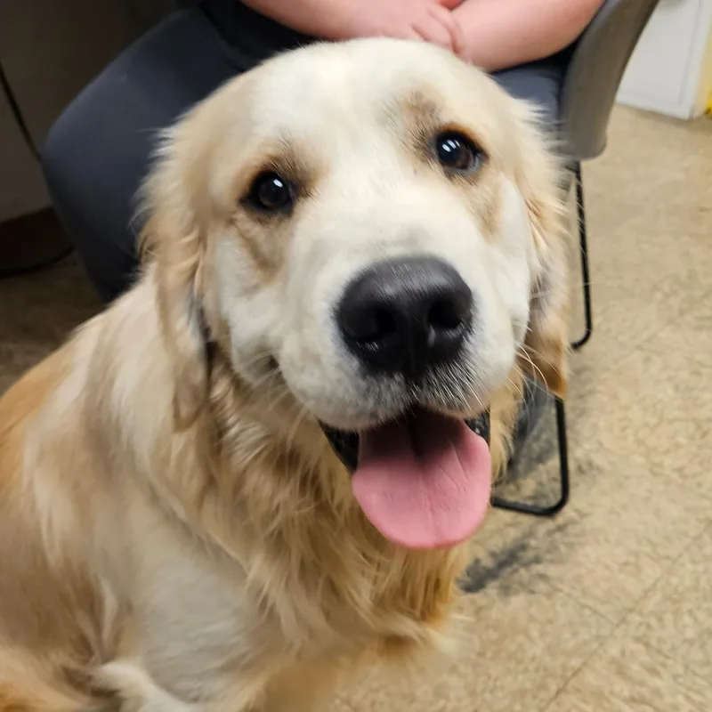 An adult large-sized male Golden Golden Retriever dog named Ezekiel for adoption in Birdsboro, PA