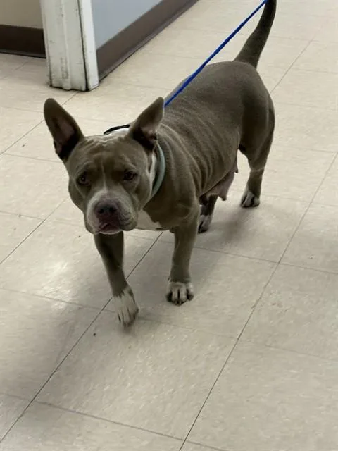 Bella