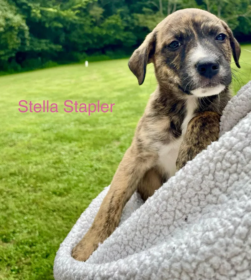 Stella Stapler