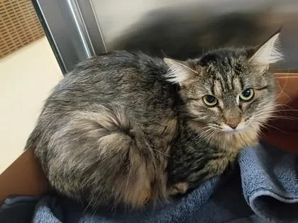 An adult medium-sized female Domestic Long Hair cat named Mittens for adoption in West Chester, PA