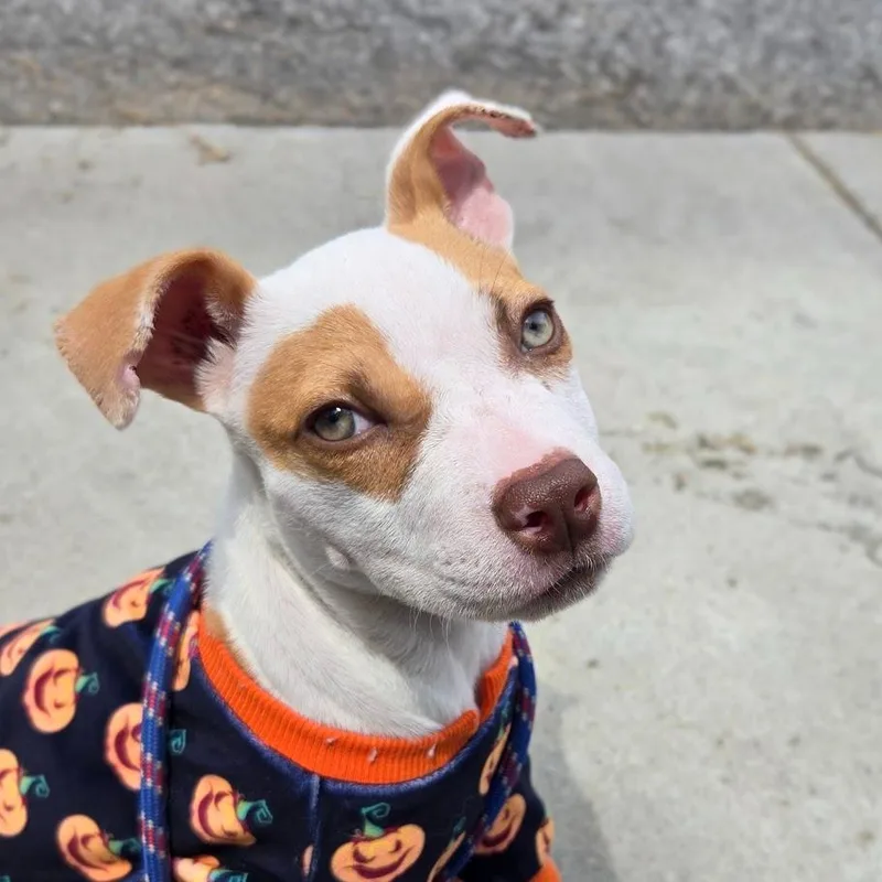 A baby medium-sized female Mixed Breed dog named Valentine for adoption in Douglasville, GA