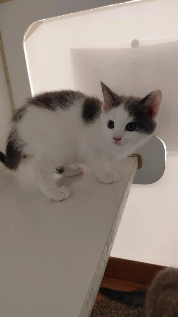 A baby medium-sized female Domestic Short Hair cat named Catillac for adoption in Cincinnati, OH