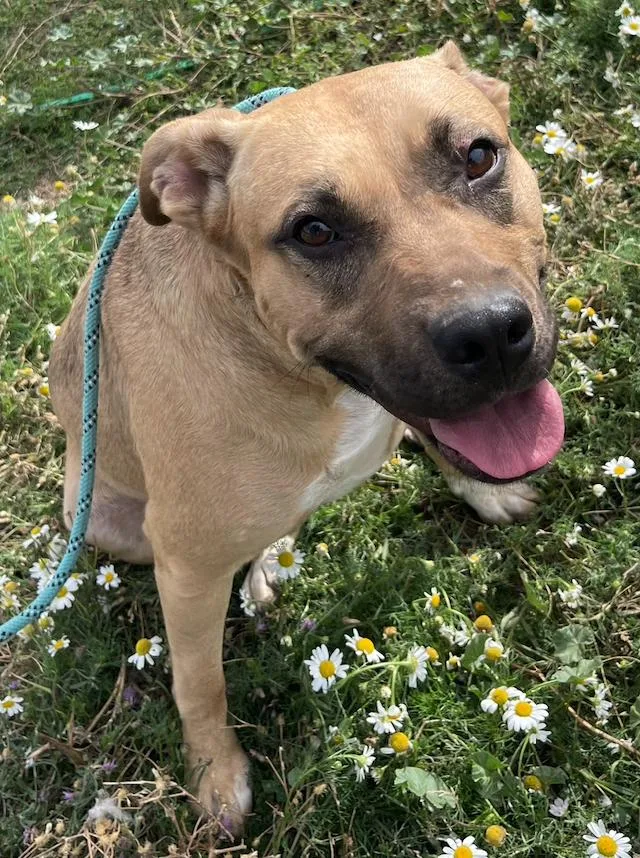 A young medium-sized female Apricot / Beige Pit Bull Terrier dog named Caramel for adoption in Colville , WA