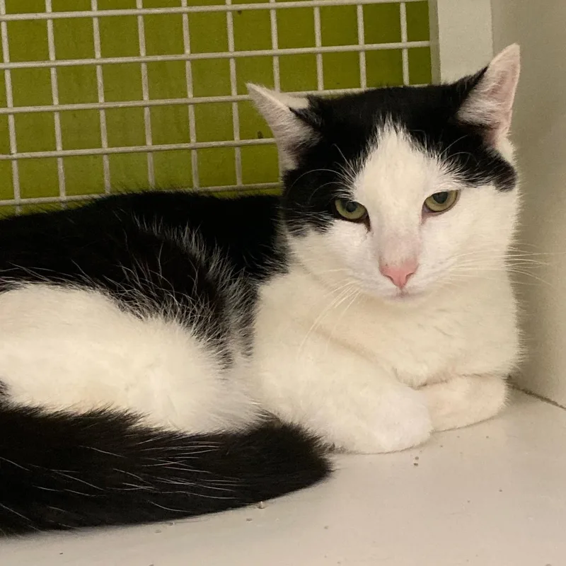 A young medium-sized male Black & White / Tuxedo Domestic Short Hair cat named Bingo for adoption in Bridgeport, CT