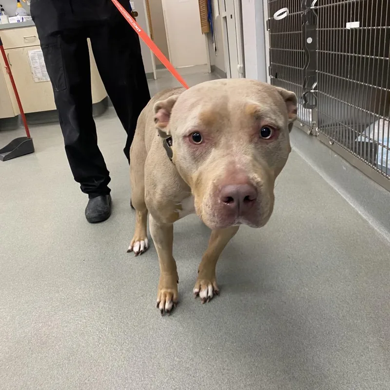 An adult medium-sized female Yellow / Tan / Blond / Fawn Pit Bull Terrier dog named WAGSStray for adoption in Westminster, CA