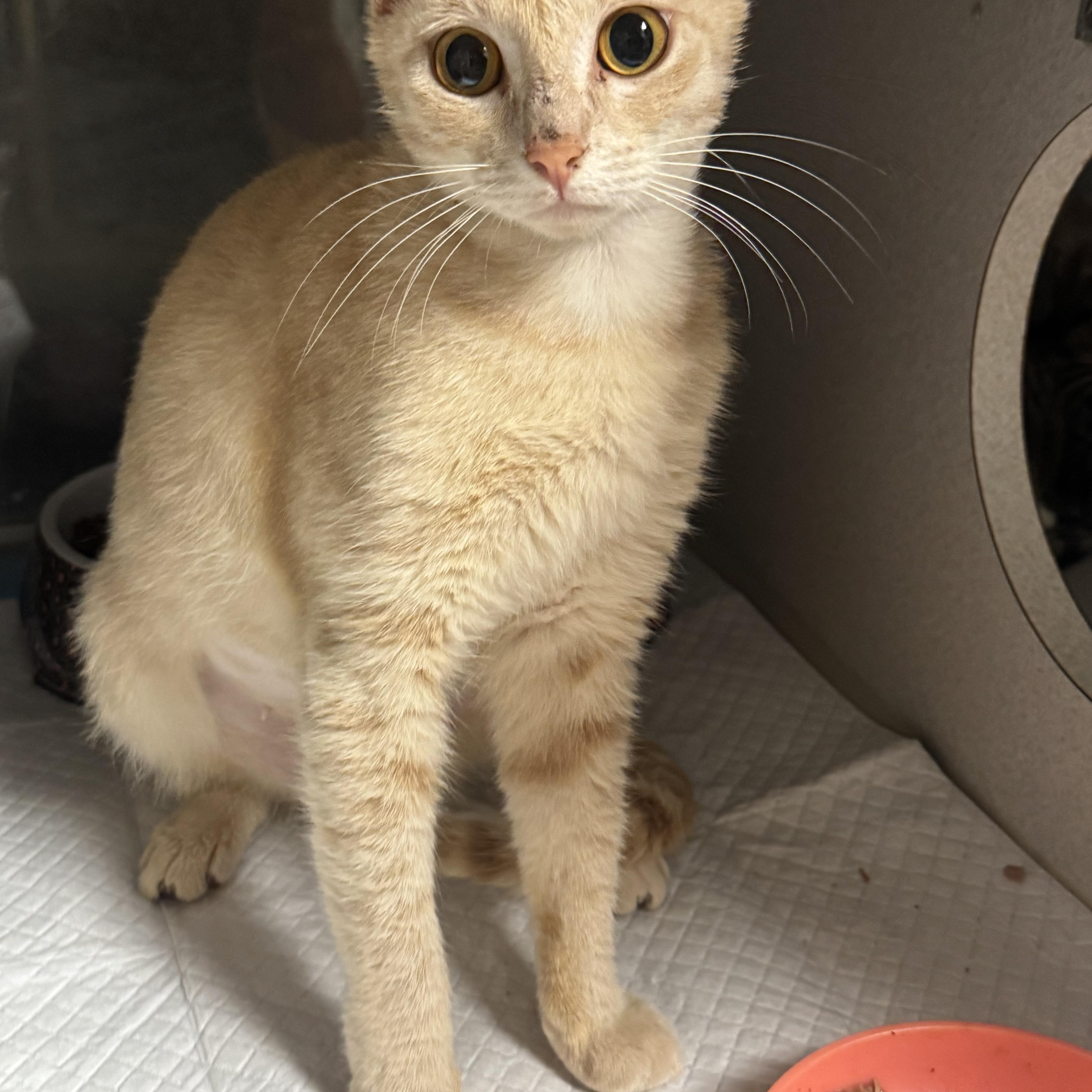 A young medium-sized female Buff / Tan / Fawn Domestic Short Hair cat named Buffy for adoption in Fredericksburg, VA