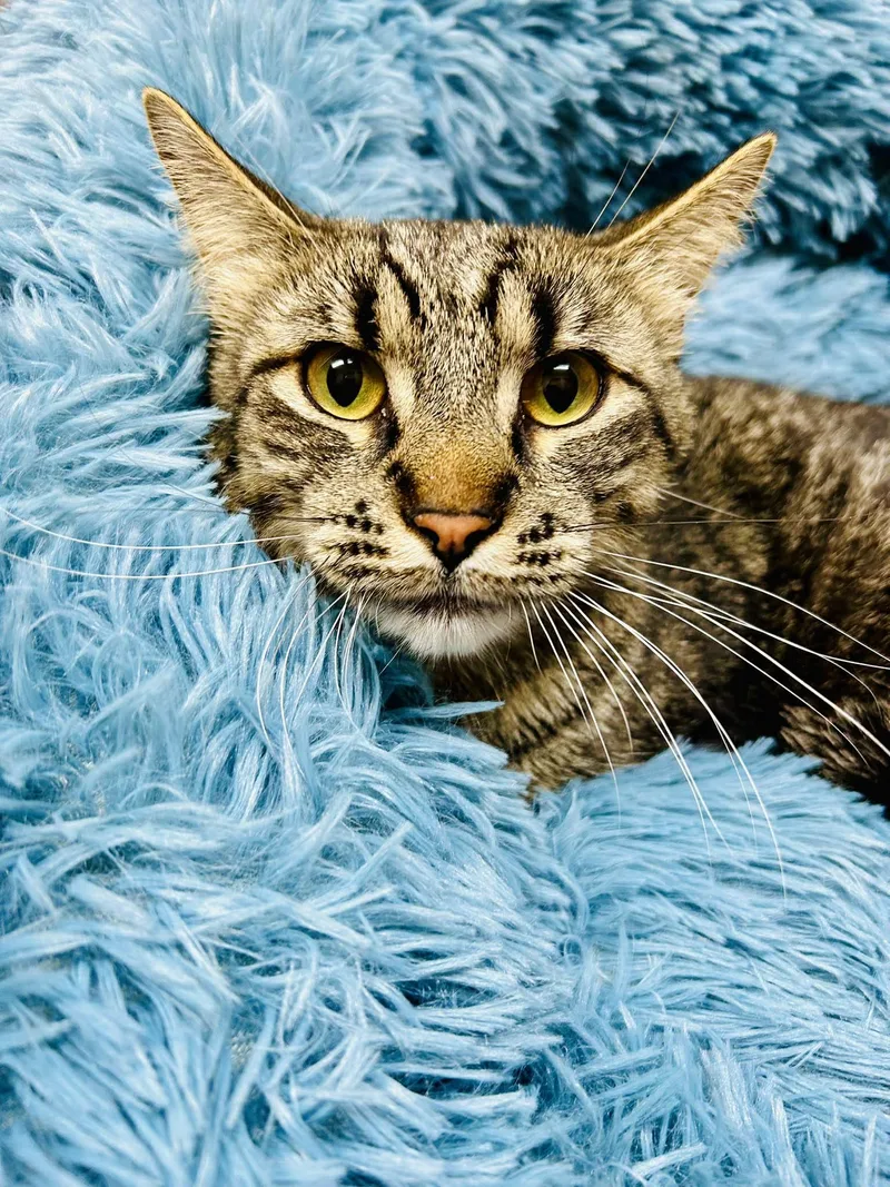 A young medium-sized male Tabby (Gray / Blue / Silver) Domestic Short Hair cat named Cecil for adoption in Alexandria, MN