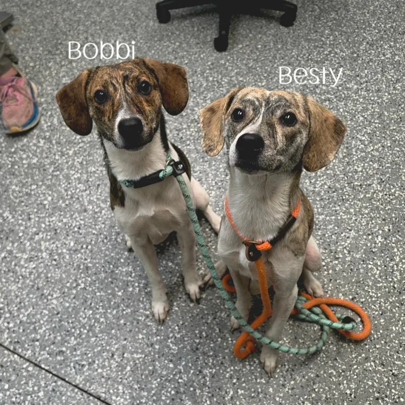 A young medium-sized female Hound dog named Bobbi for adoption in Parkersburg, WV