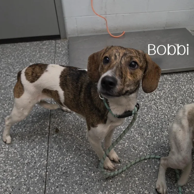 Bobbi thumbnail 2