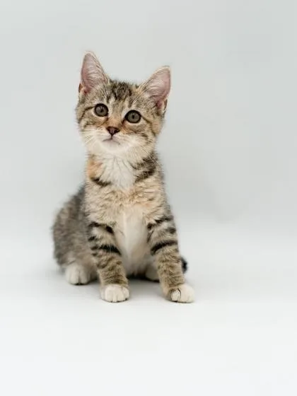 A baby small-sized female Domestic Short Hair cat named Chicky for adoption in Bowling Green, KY