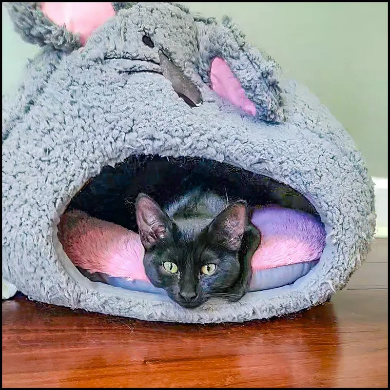 A young medium-sized male Black Domestic Short Hair cat named Wilson for adoption in Roswell, GA