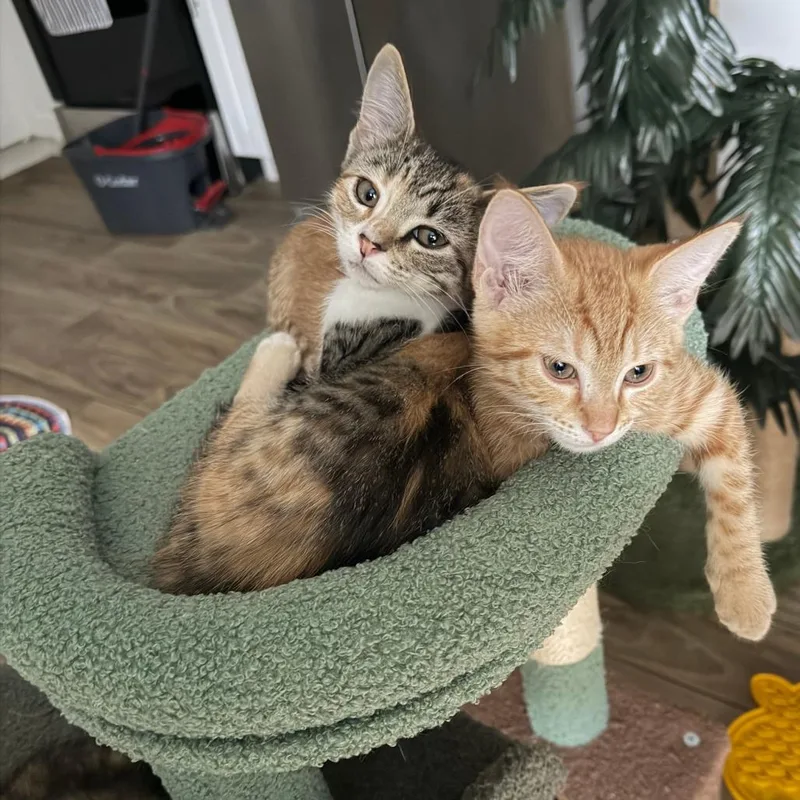 A baby small-sized female Calico Domestic Short Hair cat named Charlotte Bronte for adoption in San Antonio, TX