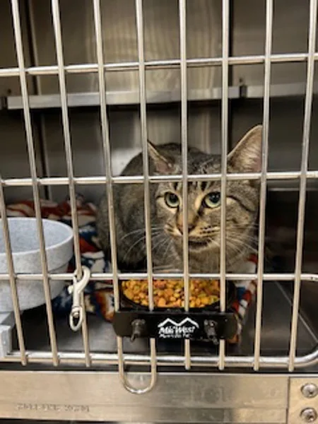 An adult medium-sized female Domestic Short Hair cat named Ms.Beef for adoption in Covington, GA
