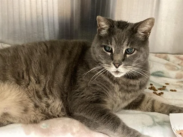 An adult large-sized male Domestic Short Hair cat named Mr. Gq for adoption in Tustin, CA