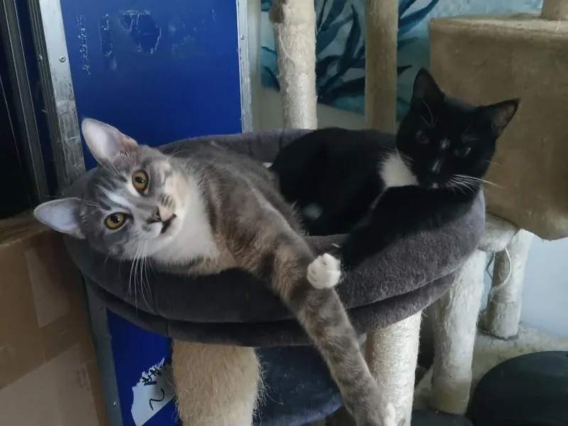 Lyra And Leila thumbnail 2