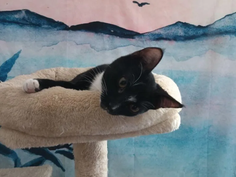 Lyra And Leila thumbnail 3