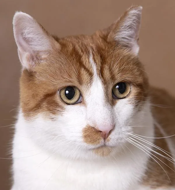 An adult medium-sized male Tabby (Orange / Red) Tabby cat named Tommy for adoption in Chicago, IL