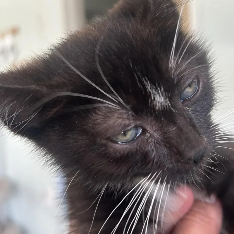 A baby small-sized male Black Domestic Short Hair cat named Davy for adoption in Leander, TX
